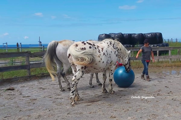 jeu de ballon avec deux chevaux