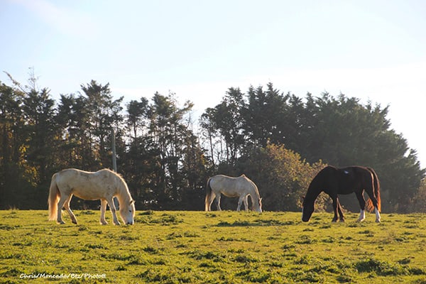 chevaux au pré