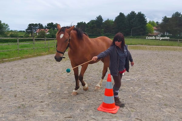 cheval travaille à la cible