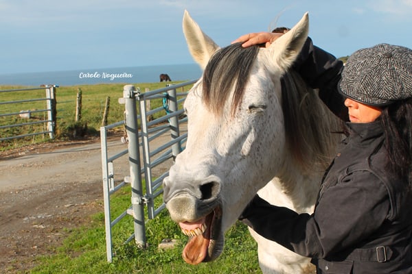 soin énergetique sur cheval