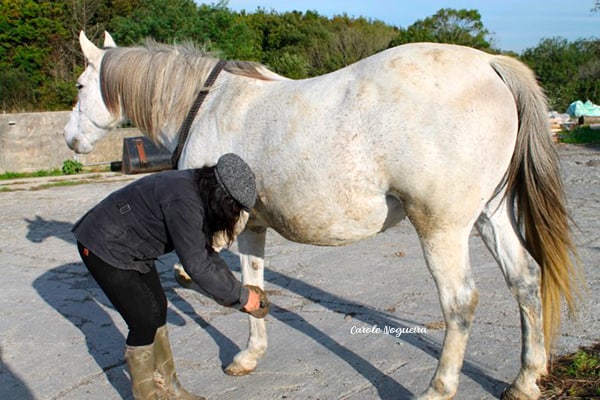 cheval apprend en douceur