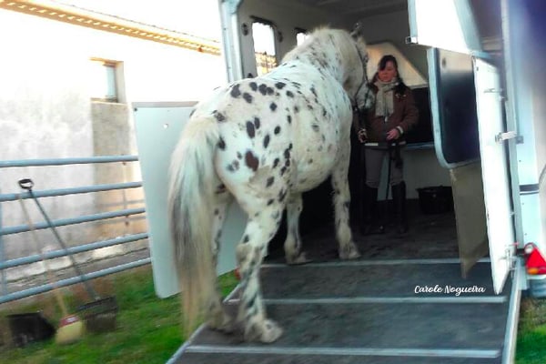 cheval monte dans le van